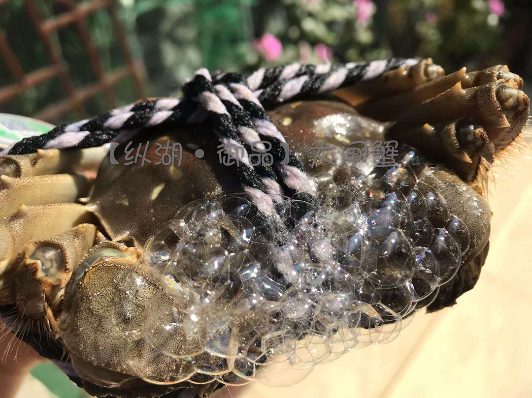 1600398089783092.jpg 大閘蟹圖3.jpg